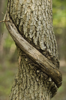Example of how an invasive vine impacts a tree. 