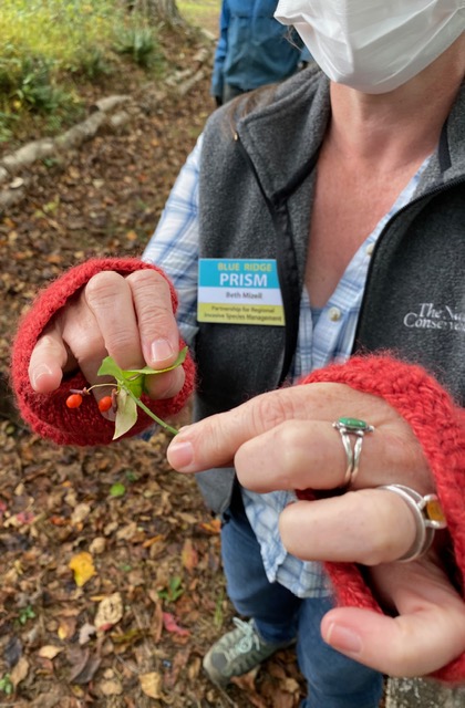 Showing fruit of burning bush during a PRISM field session, taken in mid-October. 